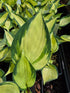 Hosta 'Hi-Fi'