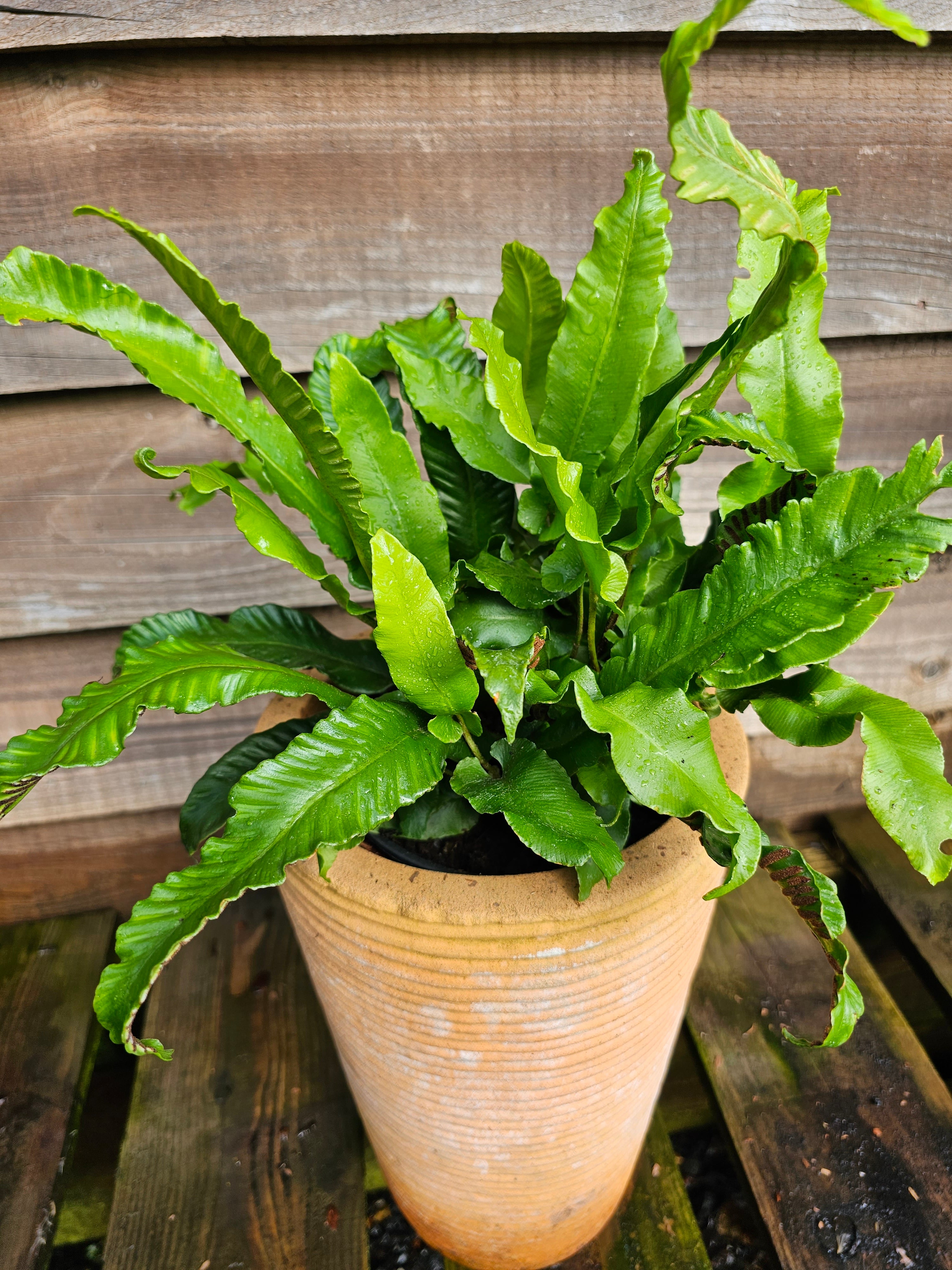 Asplenium scolopendrium 1ltr