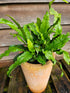 Asplenium scolopendrium 1ltr