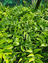 Cyrtomium fortunei var. clivicola 1.5-2 ltr