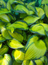 Hosta 'Orange Star'