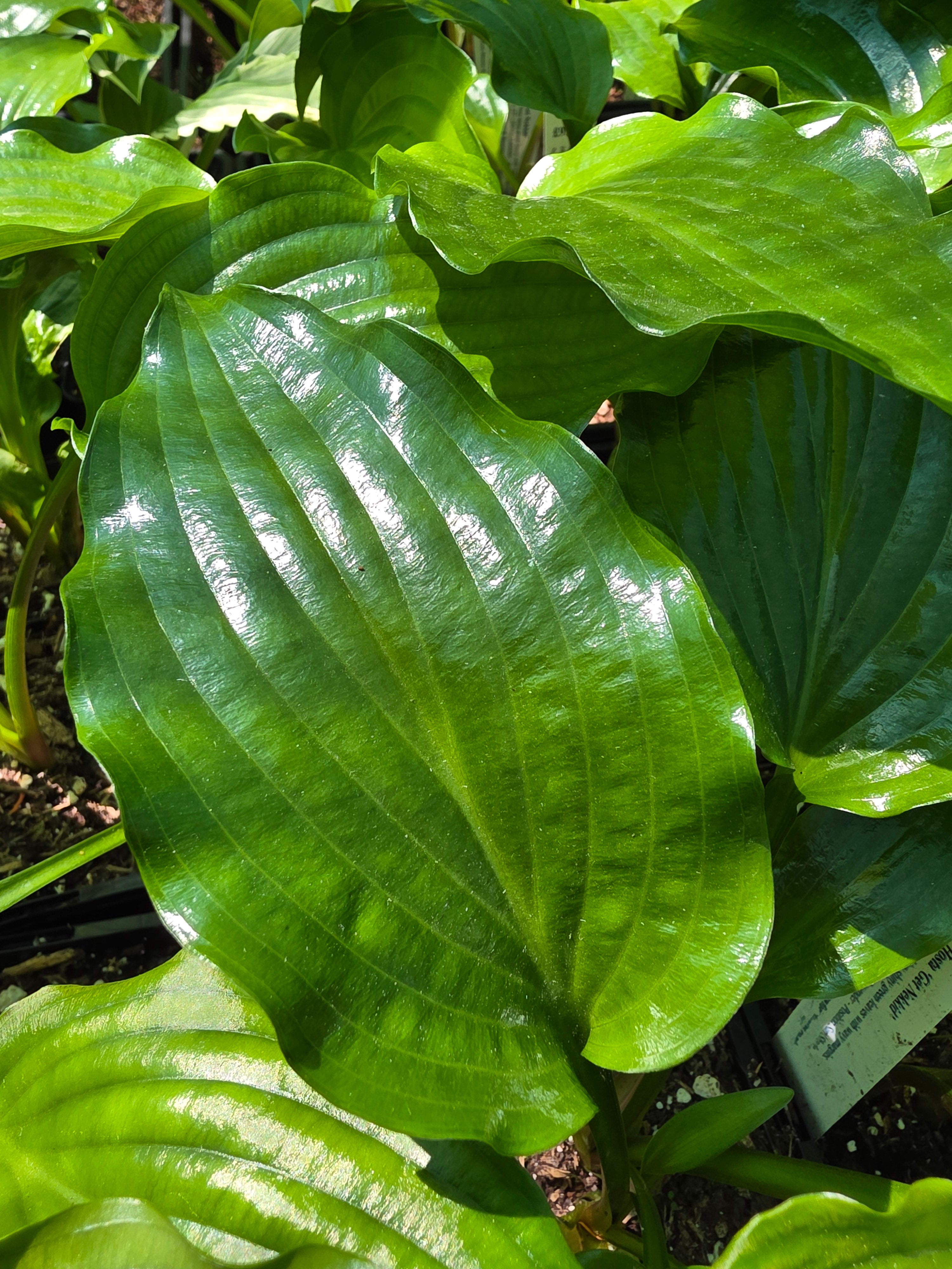 Hosta 'Get Nekkid'