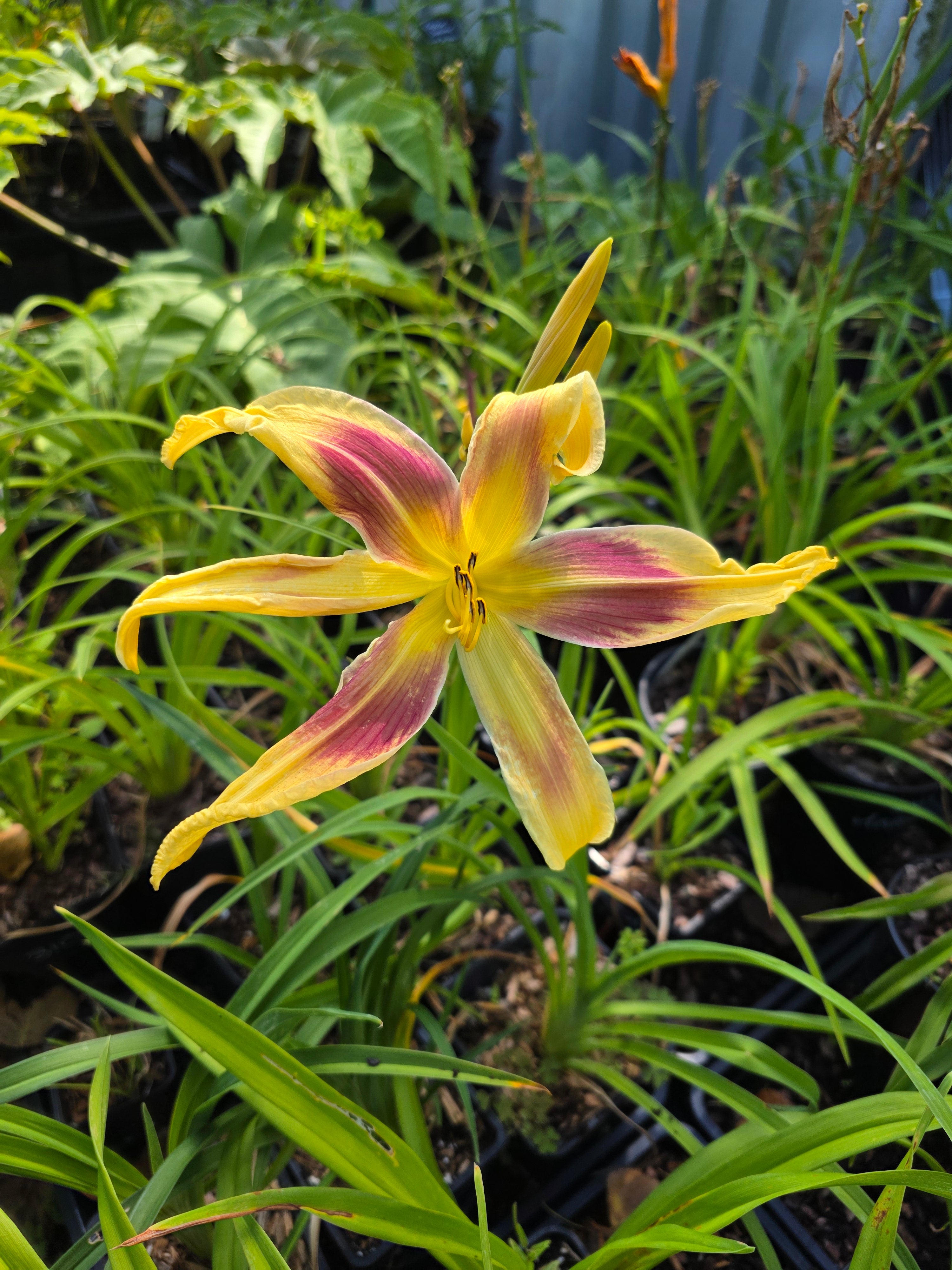Hemerocallis 'Lady Neva'