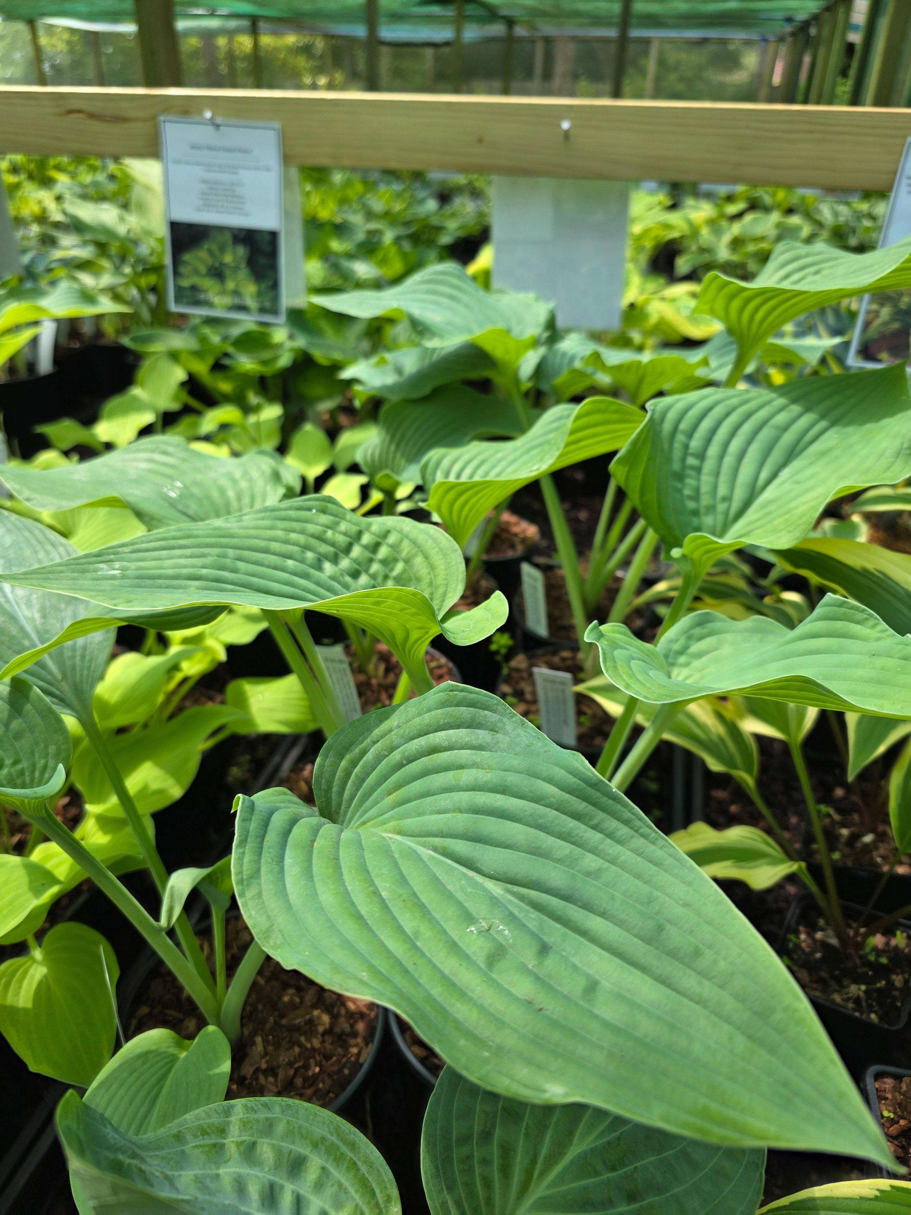 Hosta 'Frank Lloyd Wright'- Mature Eye / Specimen