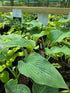 Hosta 'Frank Lloyd Wright'- Mature Eye / Specimen