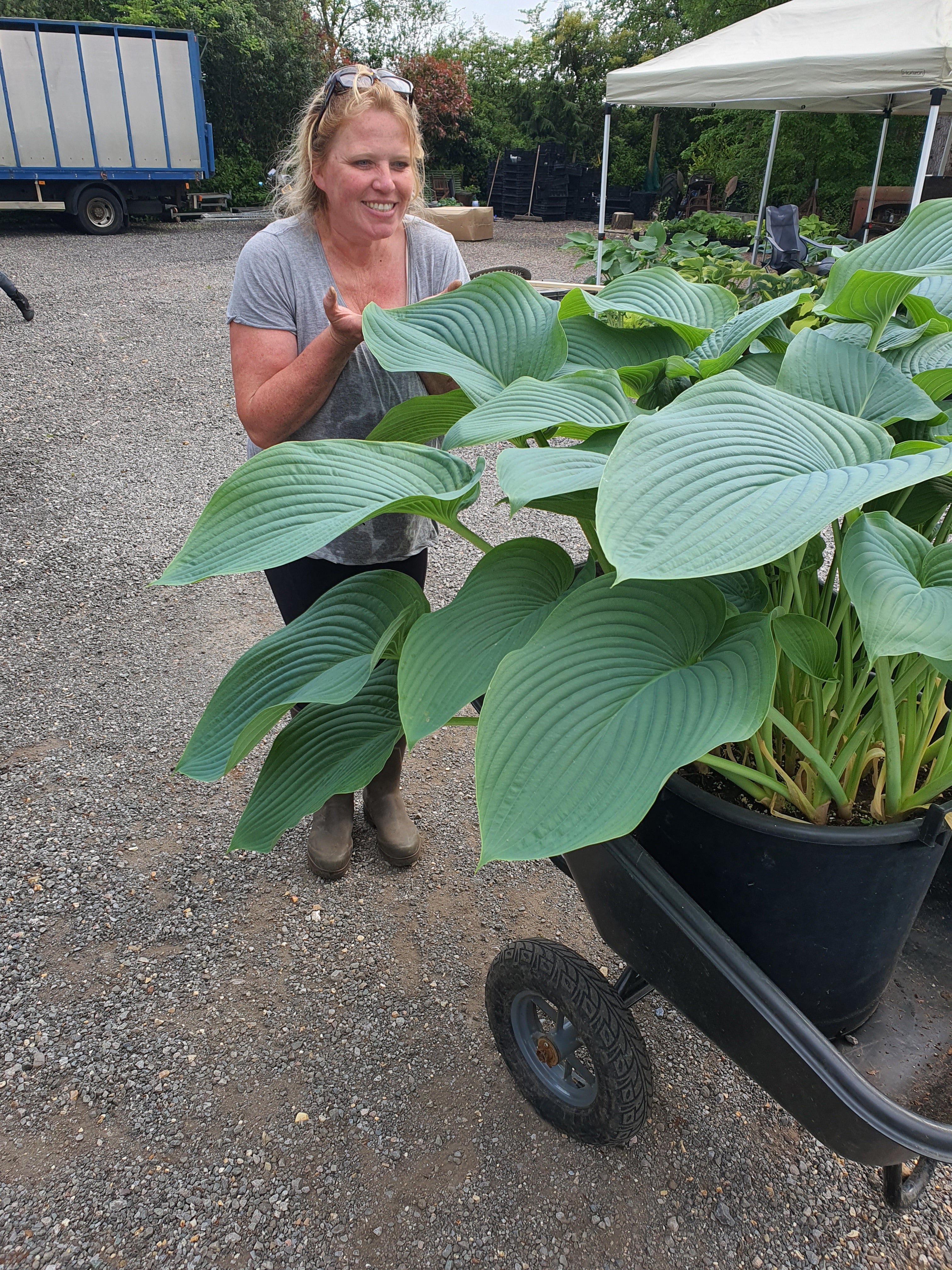 Hosta 'Empress Wu' 3lt  Deep Pot