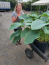 Hosta 'Empress Wu' 3lt  Deep Pot