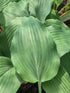 Hosta 'Elvis Lives'