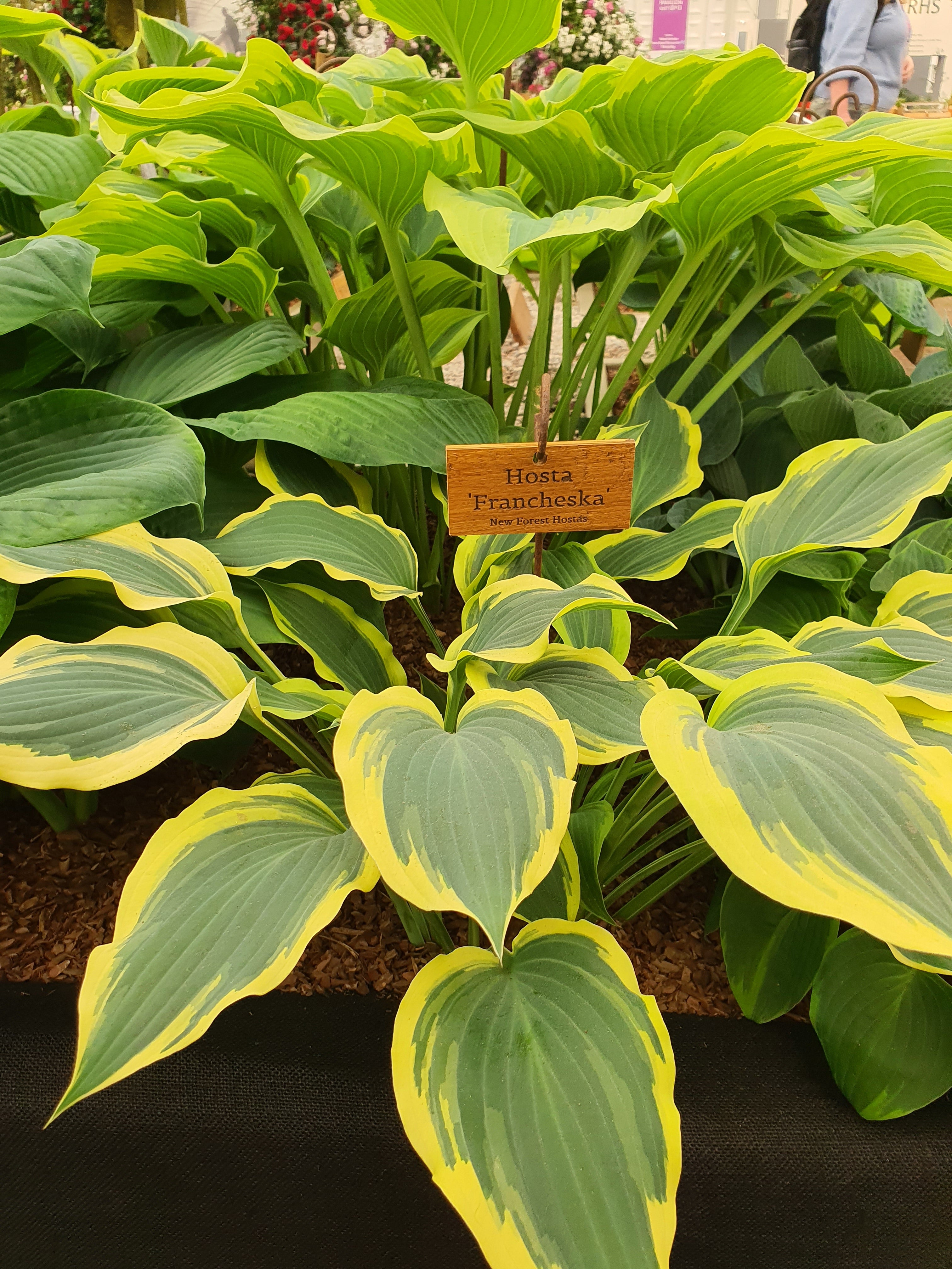 Hosta 'Francheska'