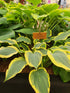 Hosta 'Francheska'
