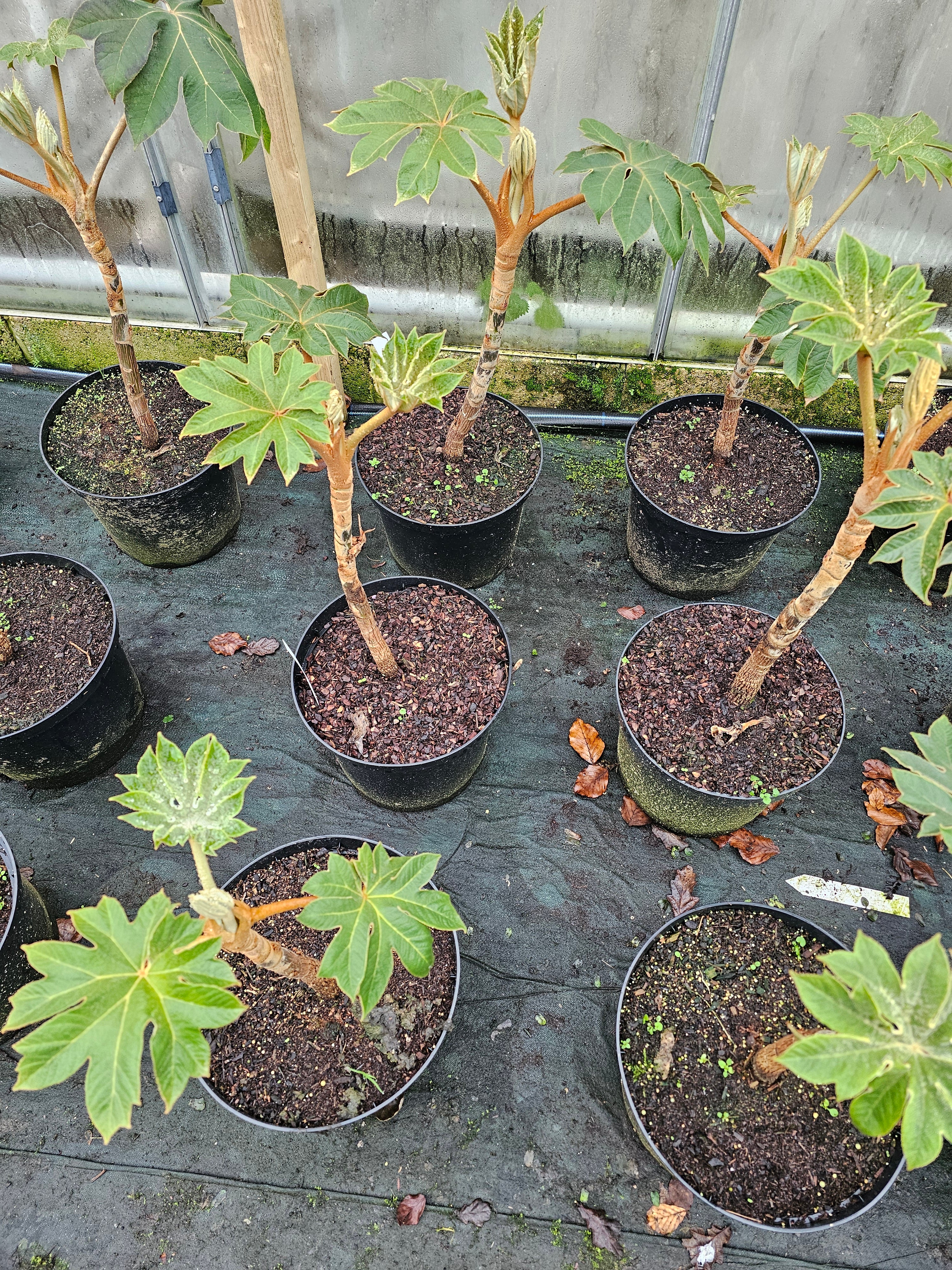 Tetrapanex papyrifer 'Rex' 10Ltr Collection Only.
