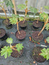 Tetrapanex papyrifer 'Rex' 10Ltr Collection Only.