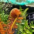 Blechnum brasilience 'Volcano' 1lt