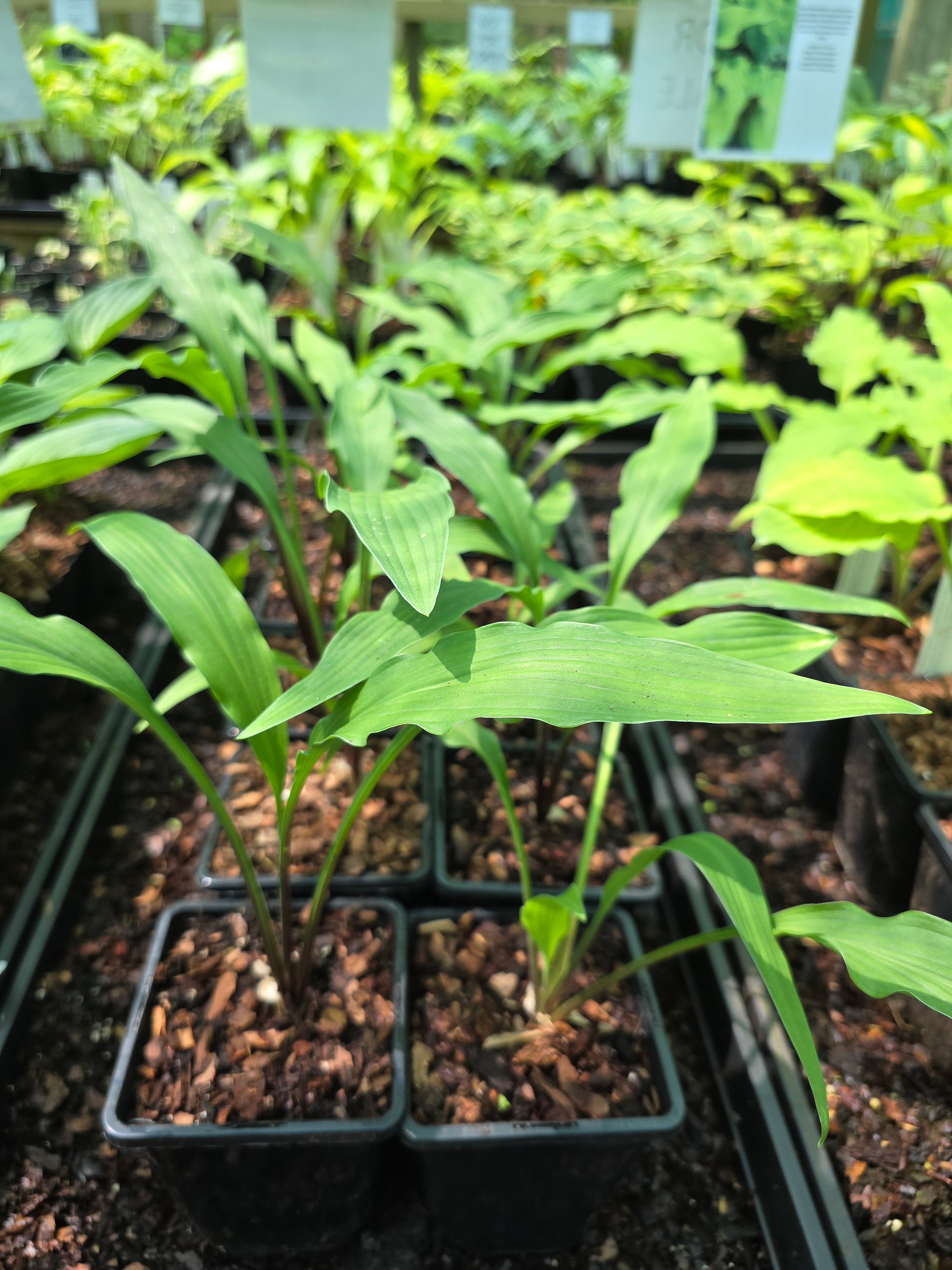 Hosta 'Lizard Lick'