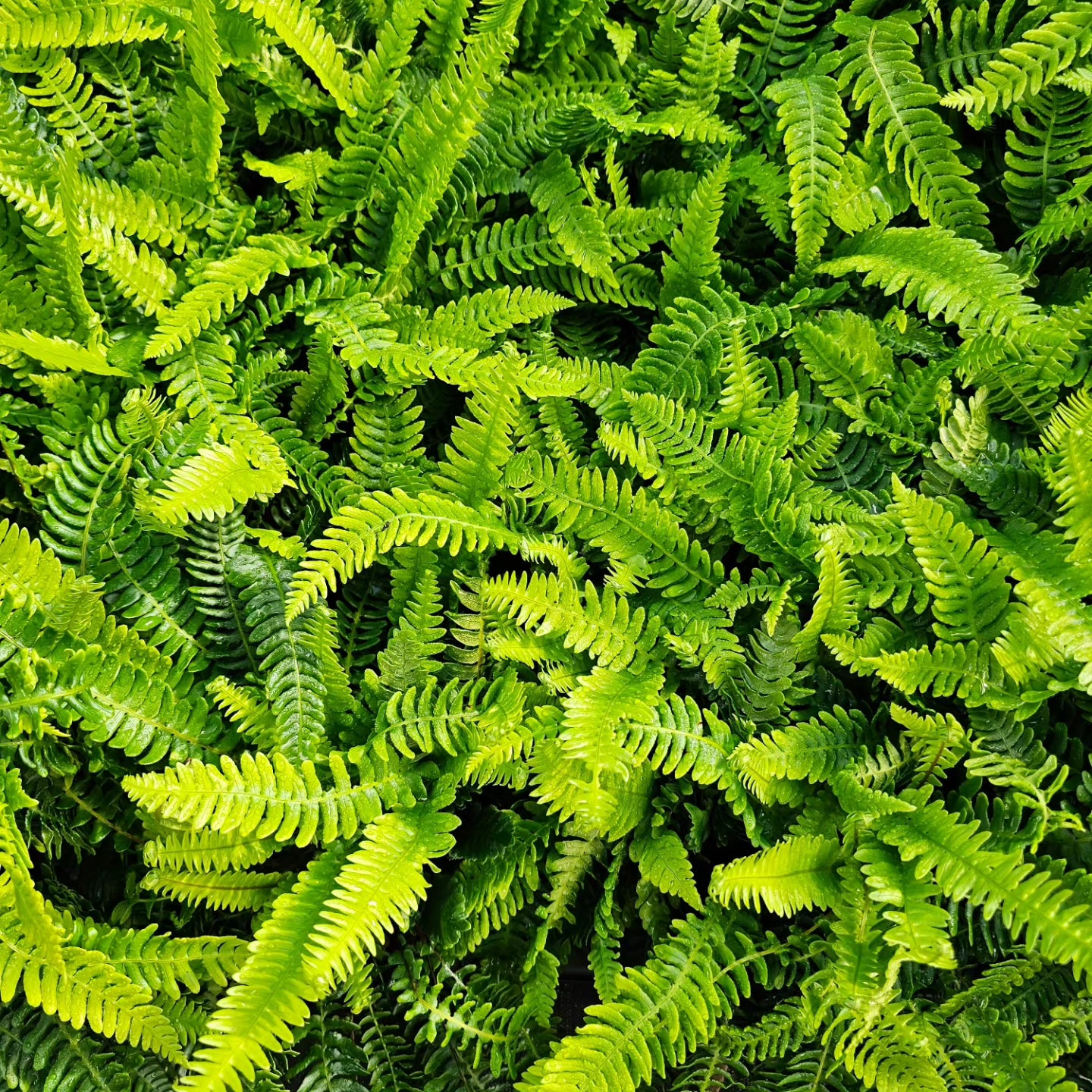 Blechnum spicant 1 ltr