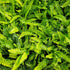 Blechnum spicant 1 ltr