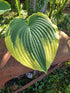 Hosta 'Robert Frost'