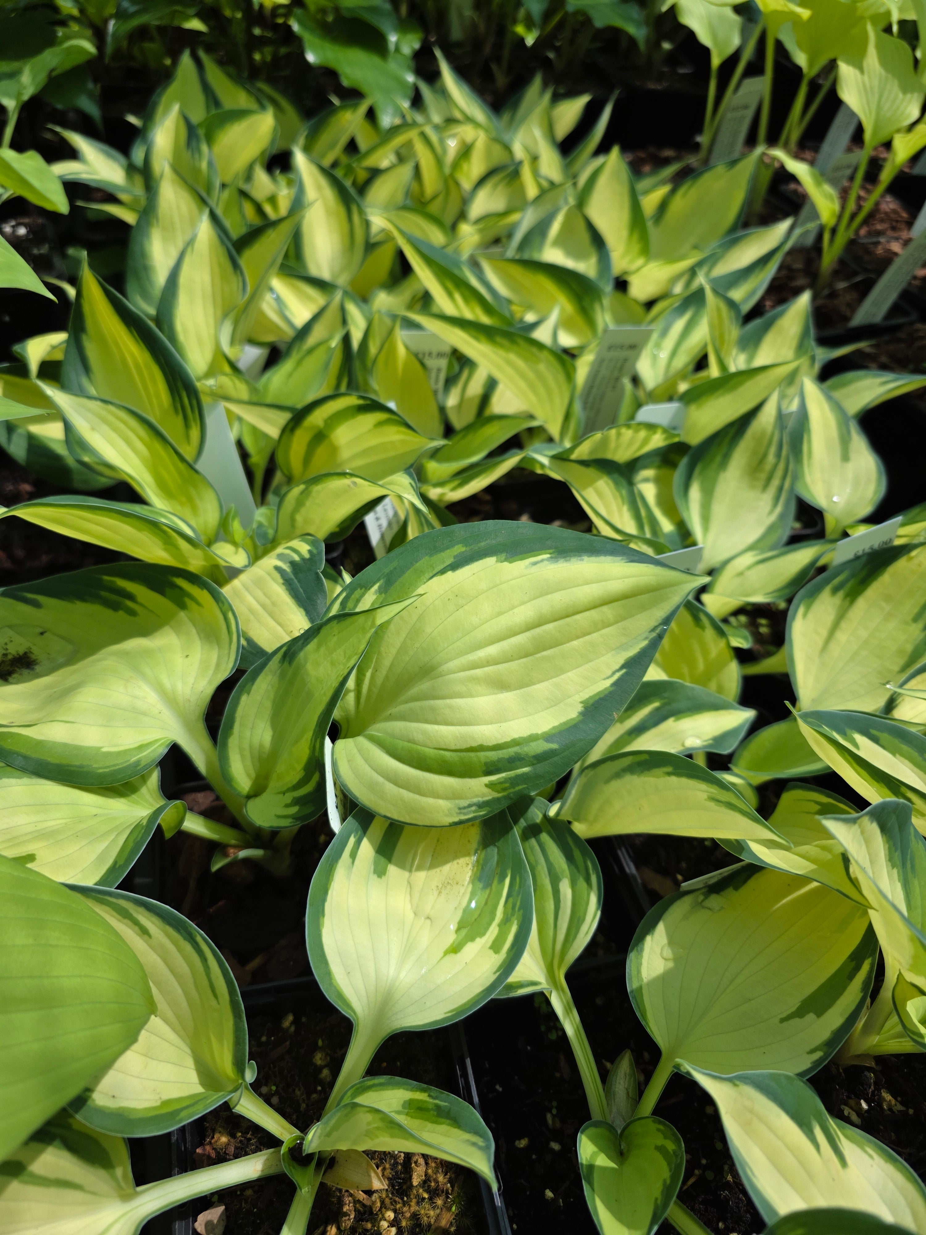 Hosta 'Hi-Fi'