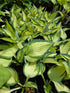 Hosta 'Hi-Fi'