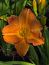 Hemerocallis 'Show Amber'