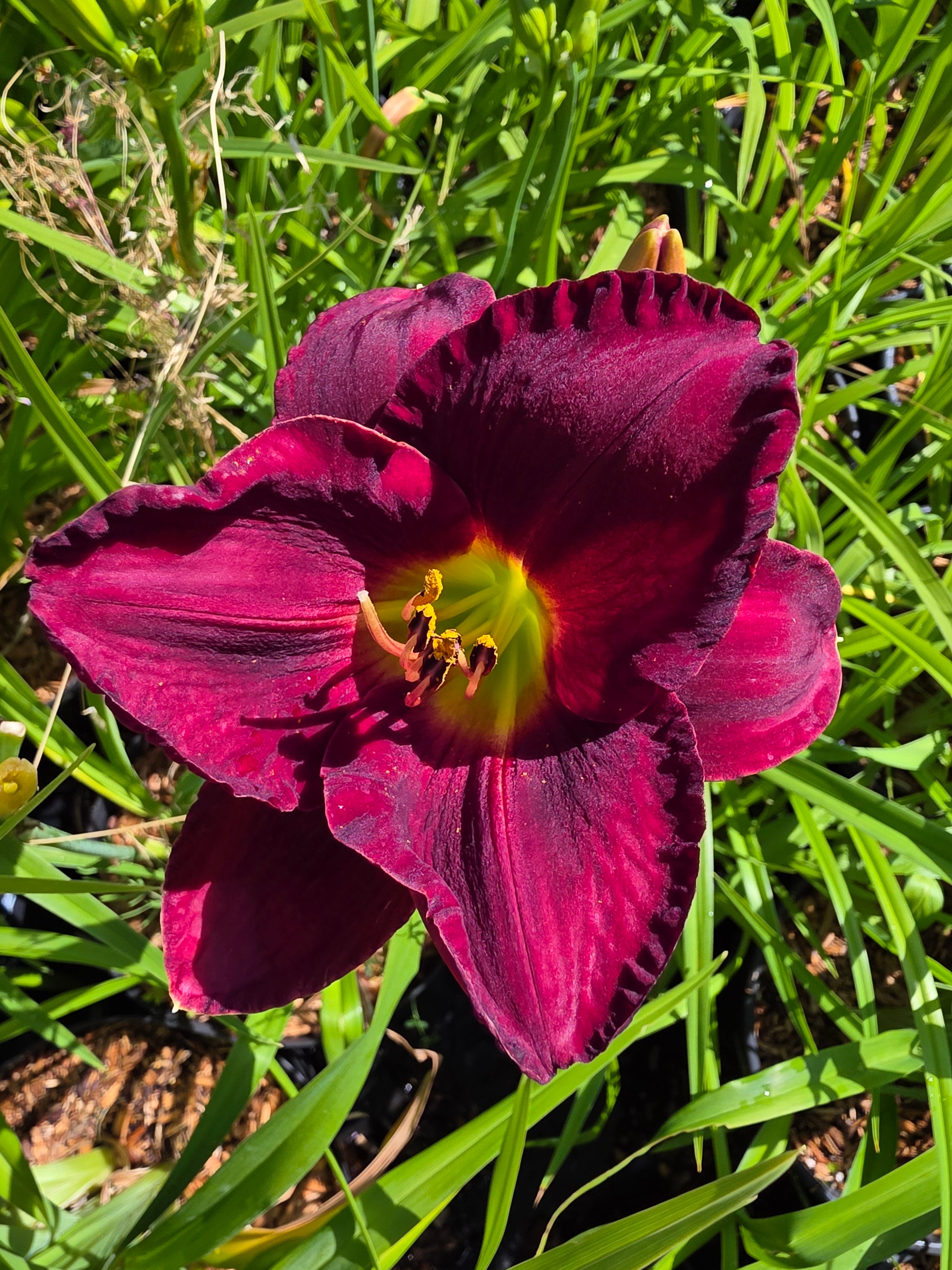 Hemerocallis 'American Revolution'