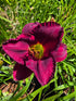 Hemerocallis 'American Revolution'