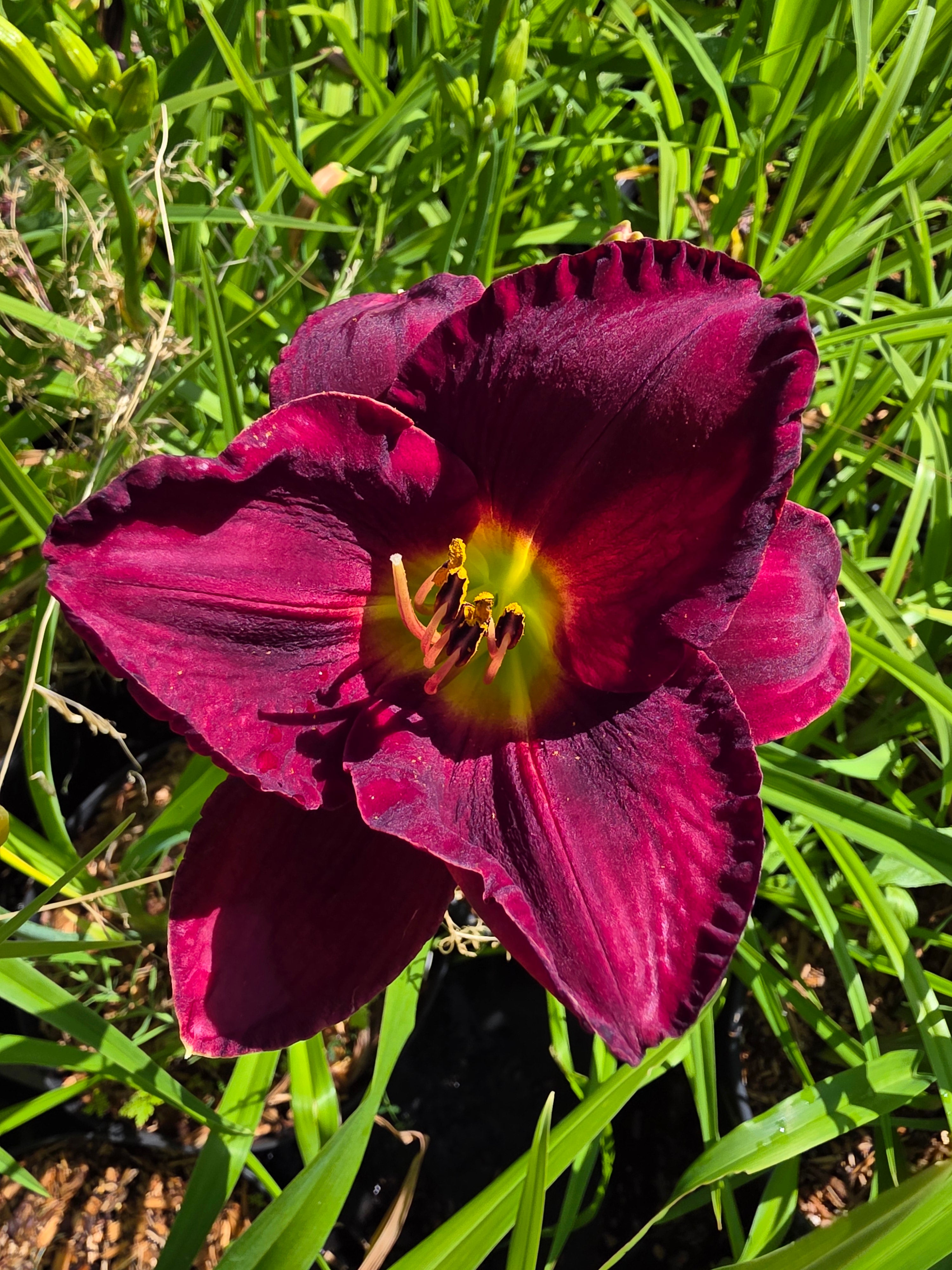 Hemerocallis 'American Revolution'