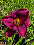 Hemerocallis 'American Revolution'