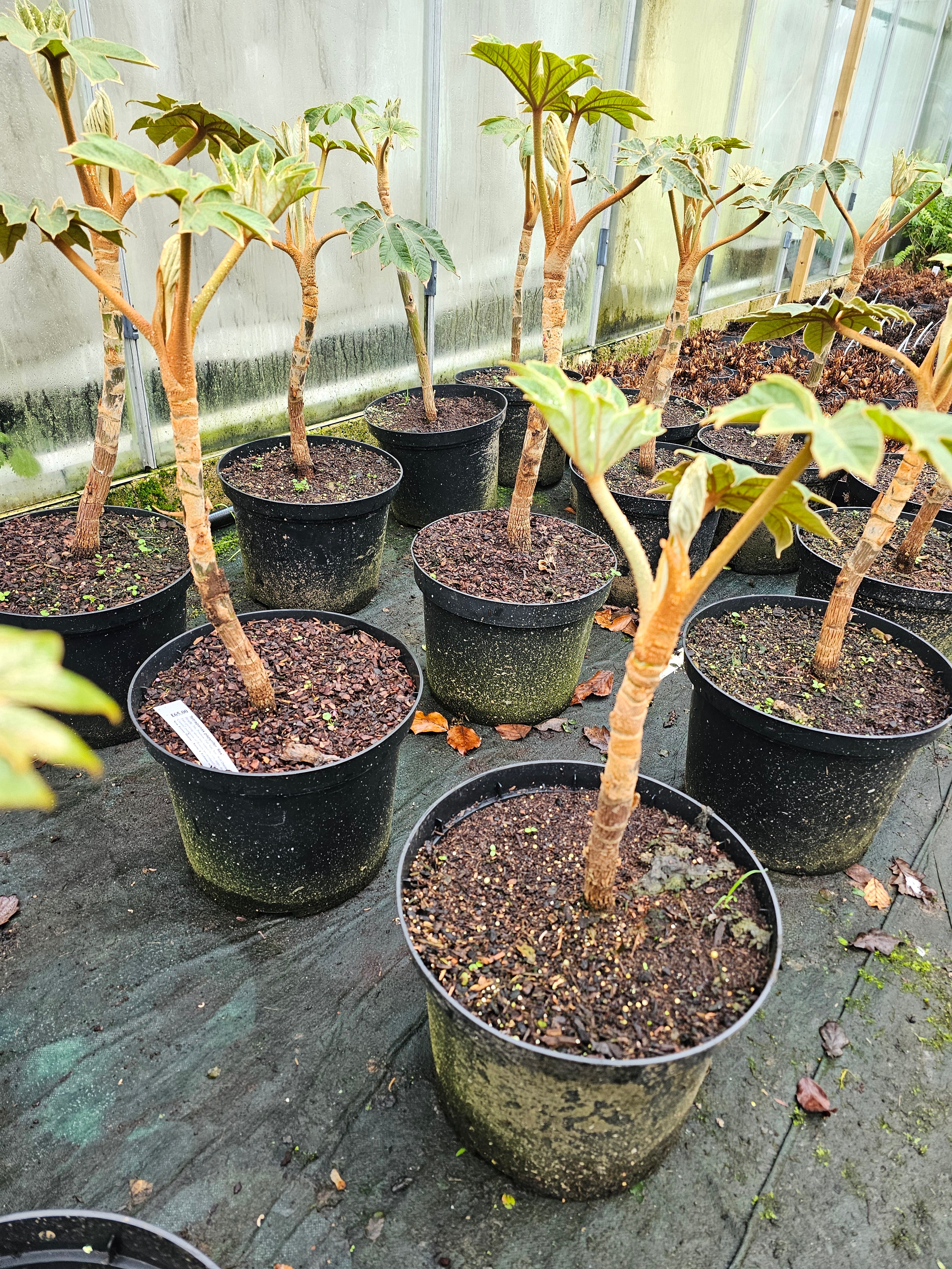 Tetrapanex papyrifer 'Rex' 10Ltr Collection Only.