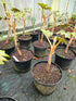 Tetrapanex papyrifer 'Rex' 10Ltr Collection Only.