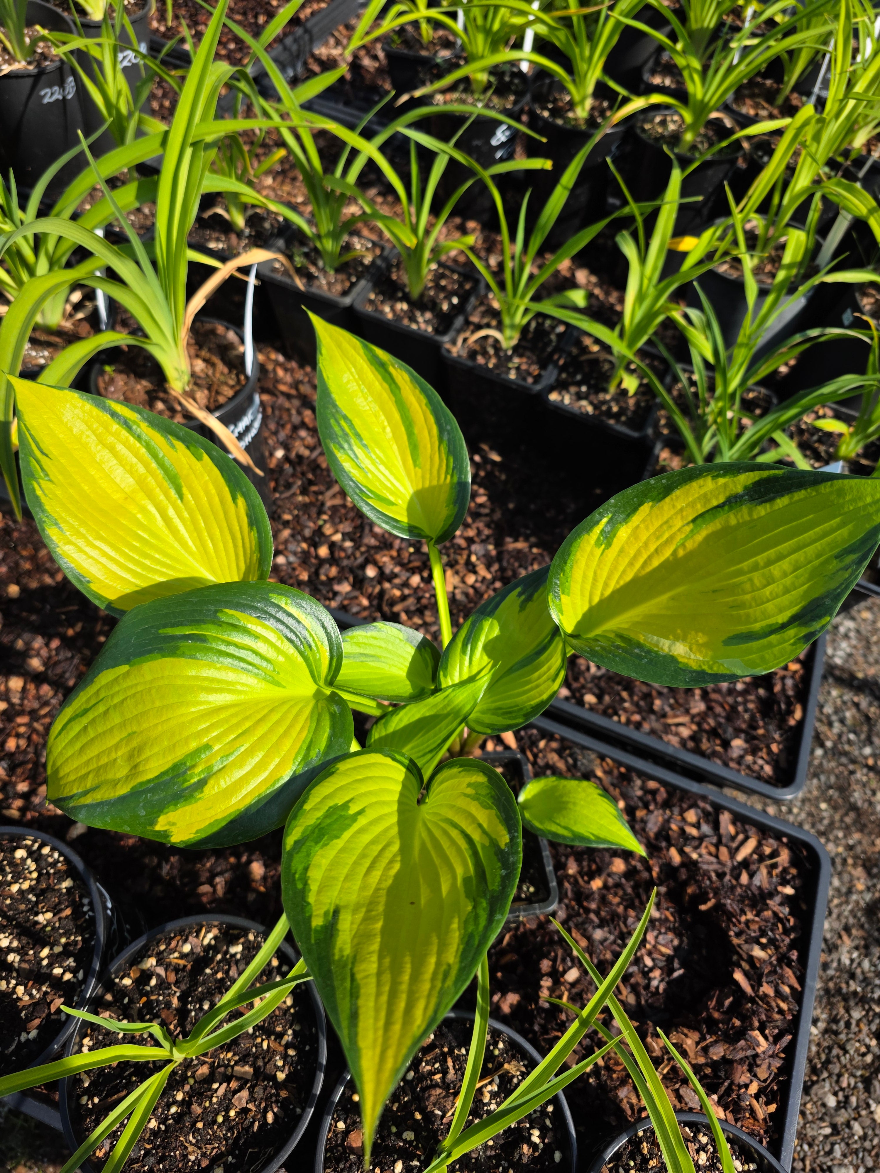Hosta 'Orange Star'