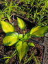 Hosta 'Orange Star'
