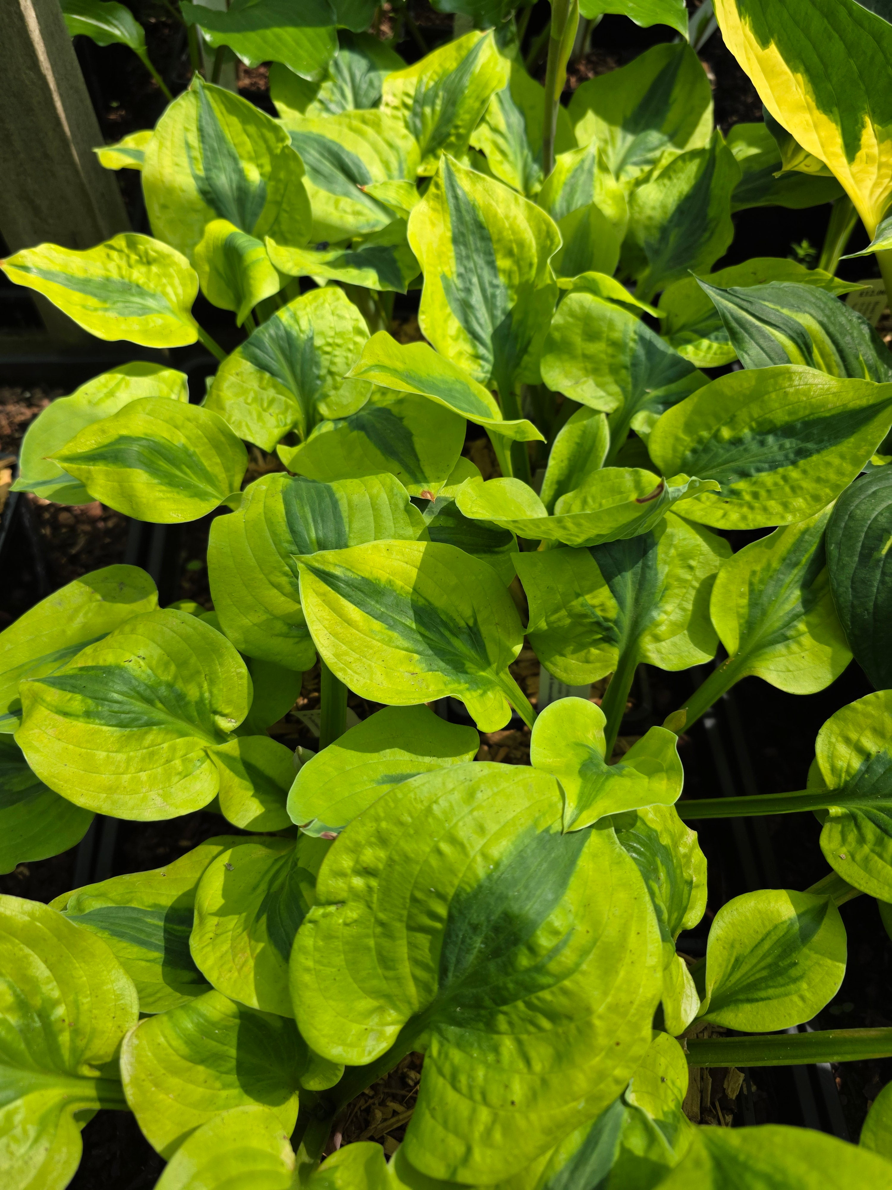 Hosta 'Glad Rags'