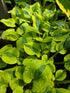 Hosta 'Glad Rags'