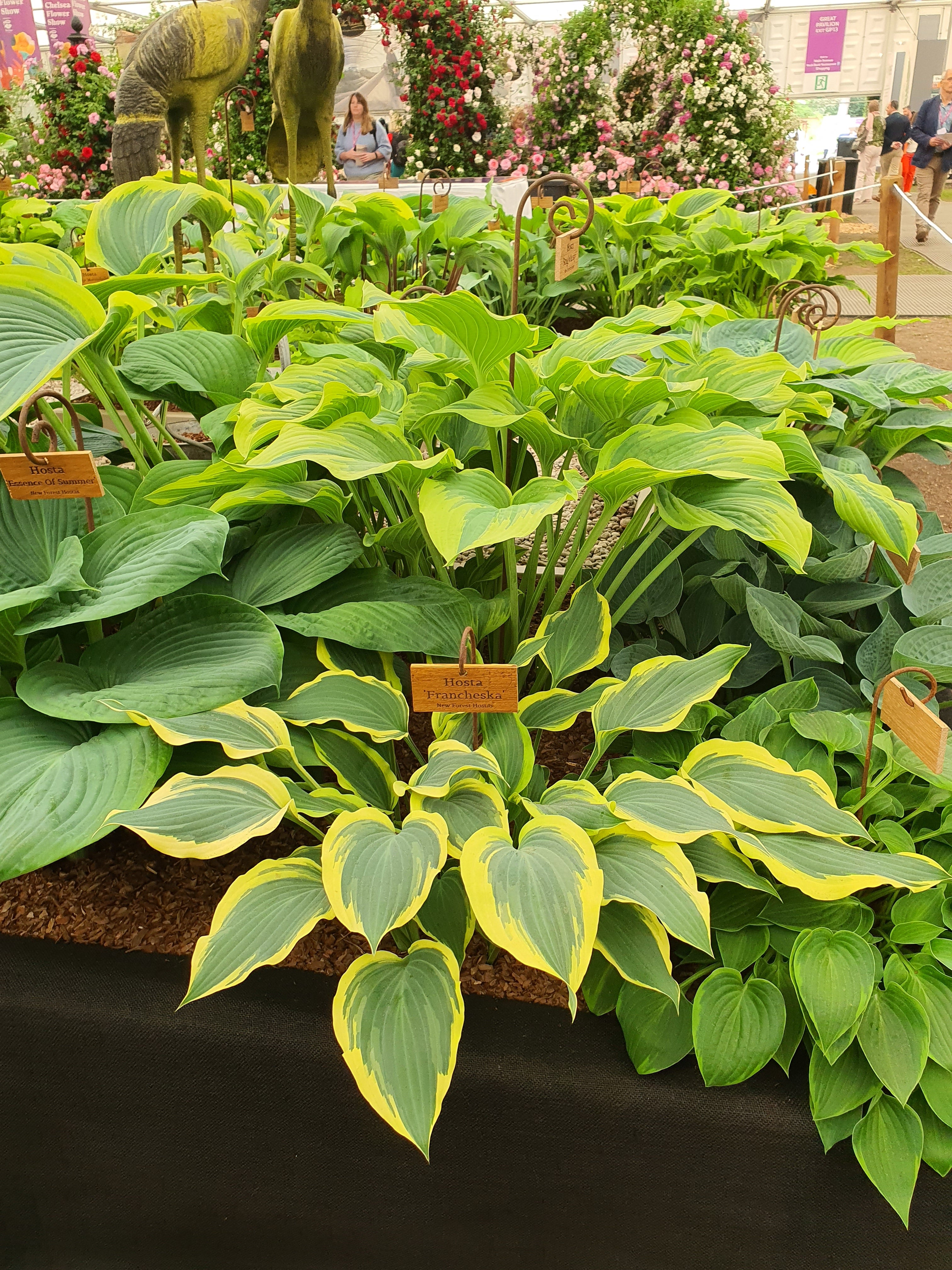 Hosta 'Francheska'