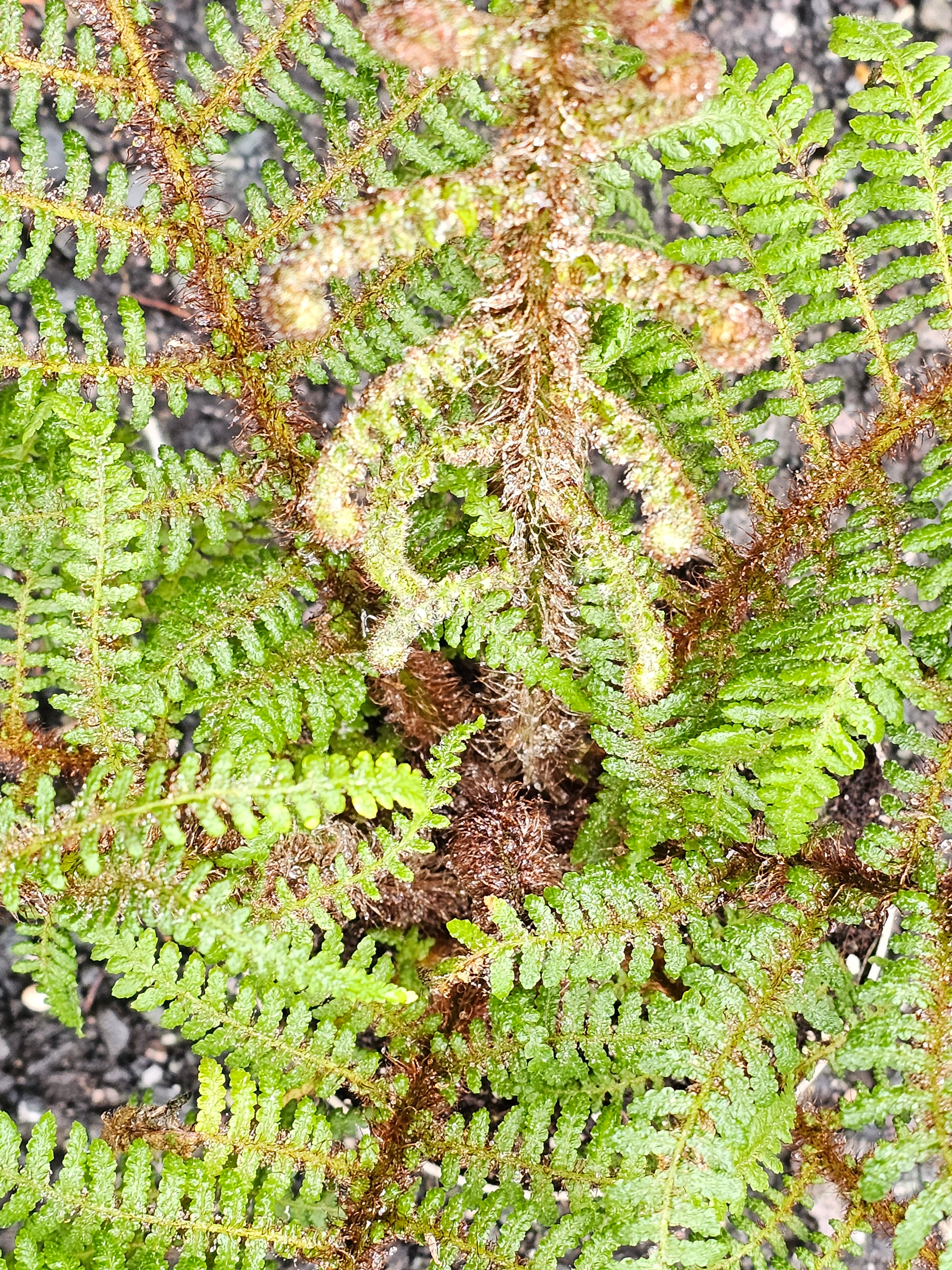 Cyathea tomentosissima 'Highland Lace'