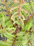 Cyathea tomentosissima 'Highland Lace'