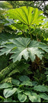 Tetrapanex papyrifer 'Rex' 10Ltr Collection Only.