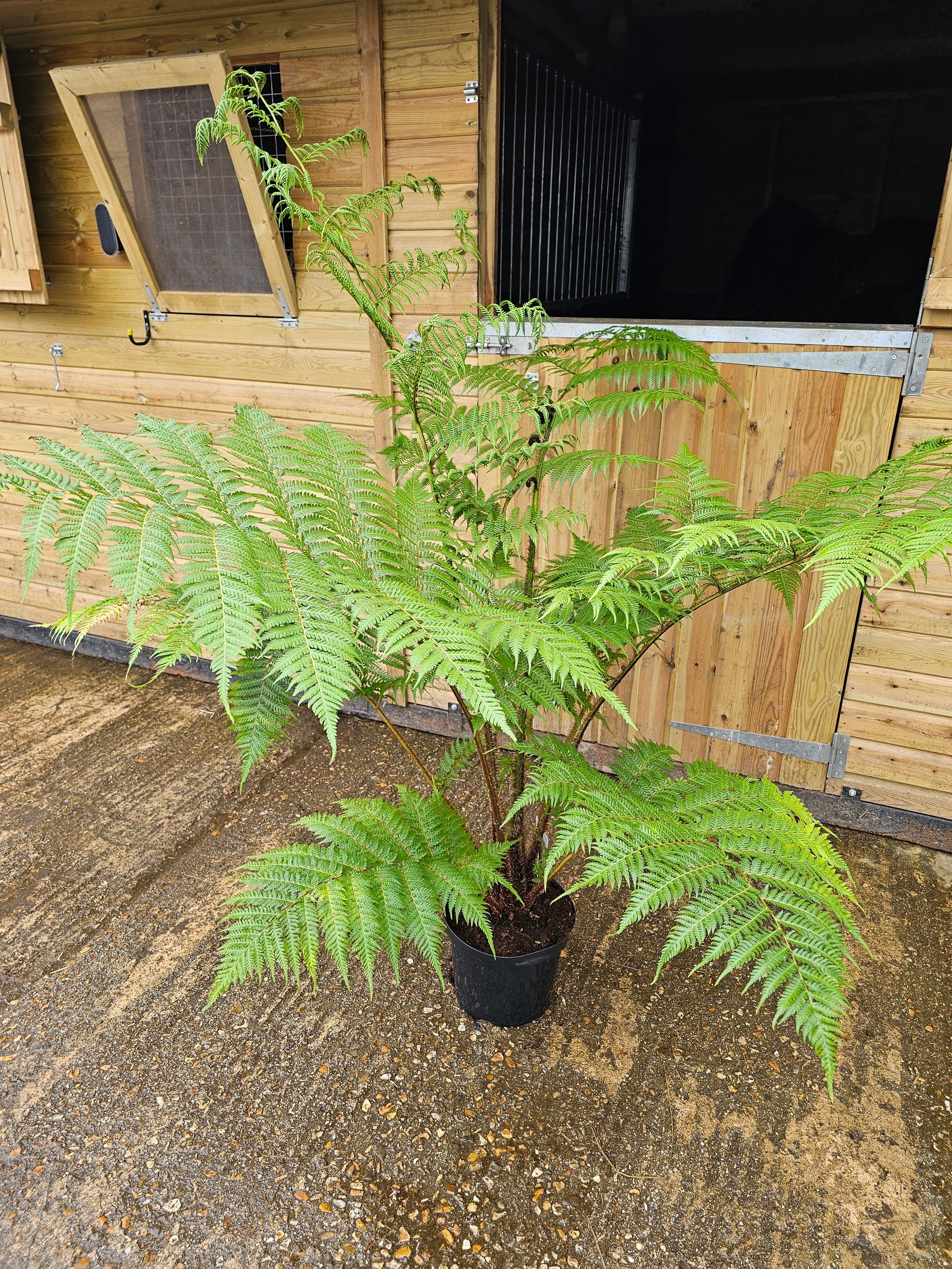 Cyathea cooperi 10 ltr - Collection Only