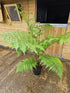 Cyathea cooperi 10 ltr - Collection Only