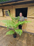 Cyathea cooperi 10 ltr - Collection Only
