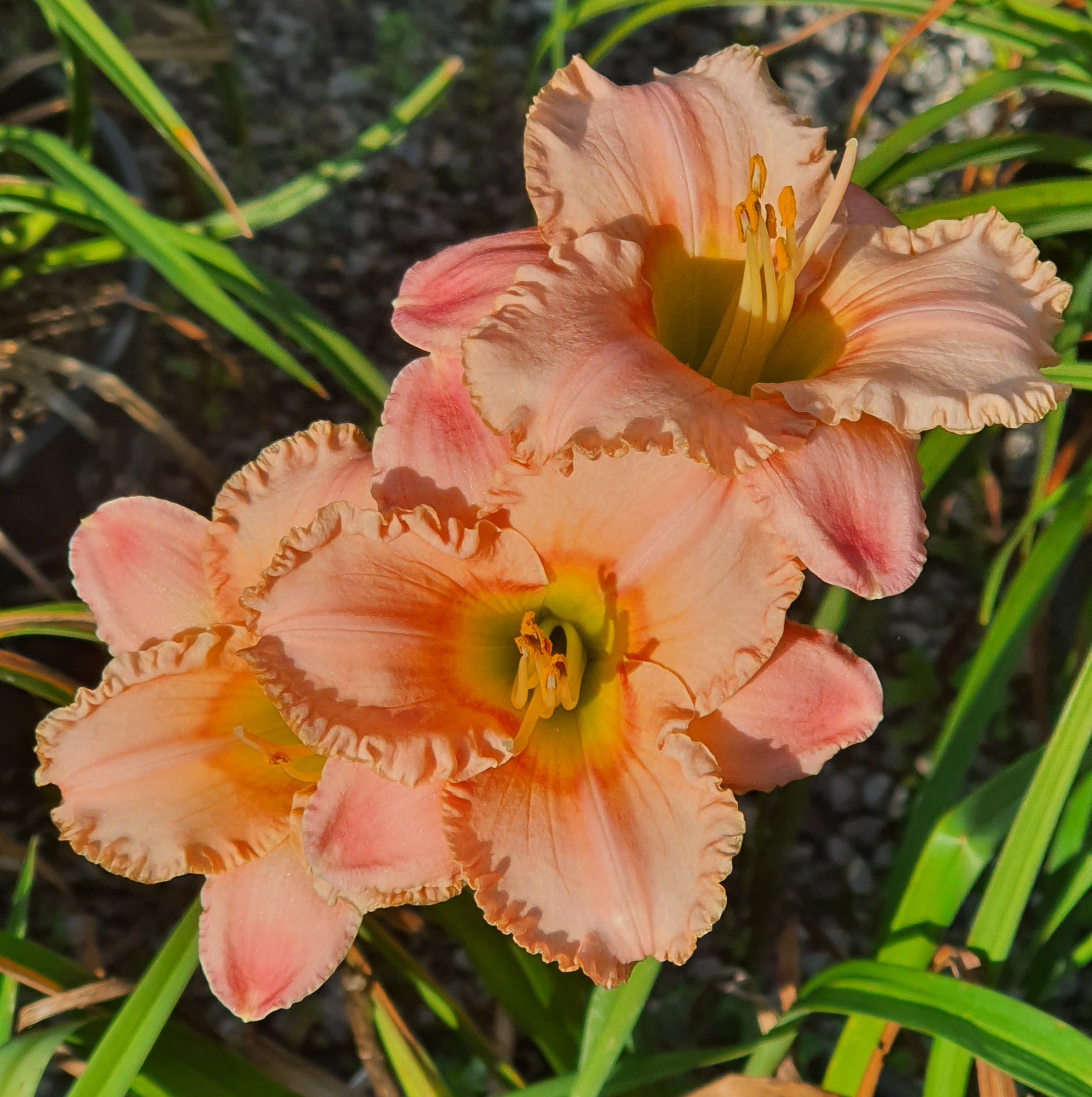 Hemerocallis 'Elegant Candy'