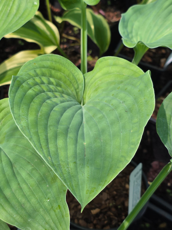 Hosta 'Frank Lloyd Wright'- Mature Eye / Specimen