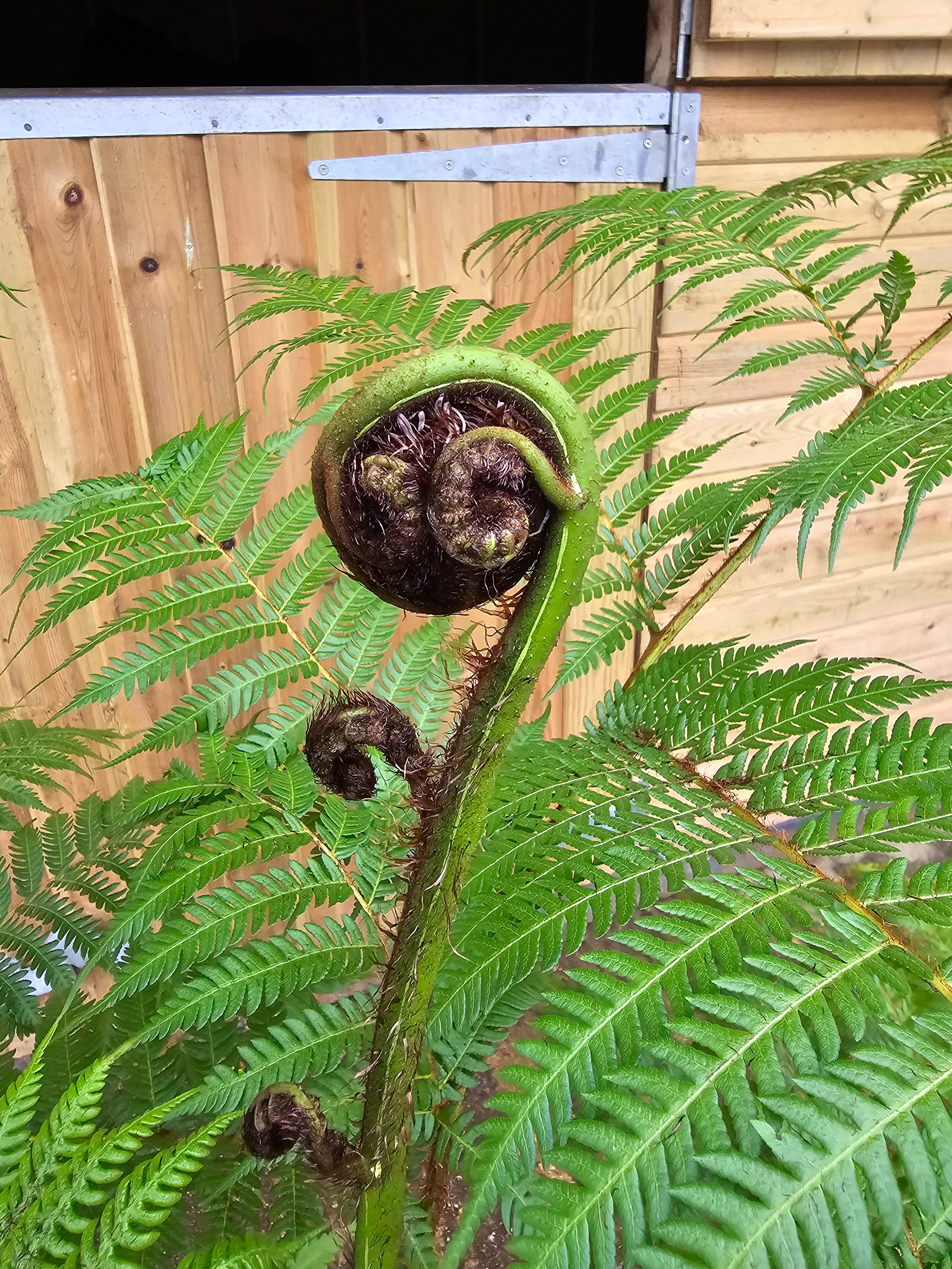 Cyathea cooperi 10 ltr - Collection Only