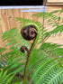 Cyathea cooperi 10 ltr - Collection Only