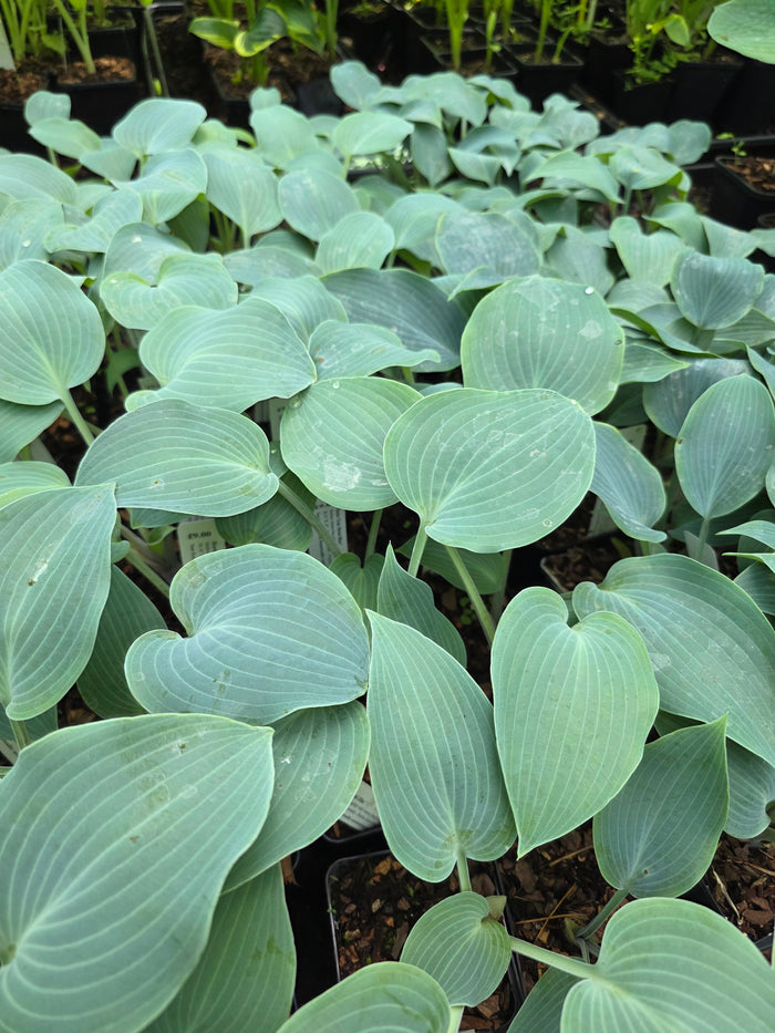 Hosta 'Gun Metal Blue'