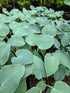 Hosta 'Gun Metal Blue' - Bare Root