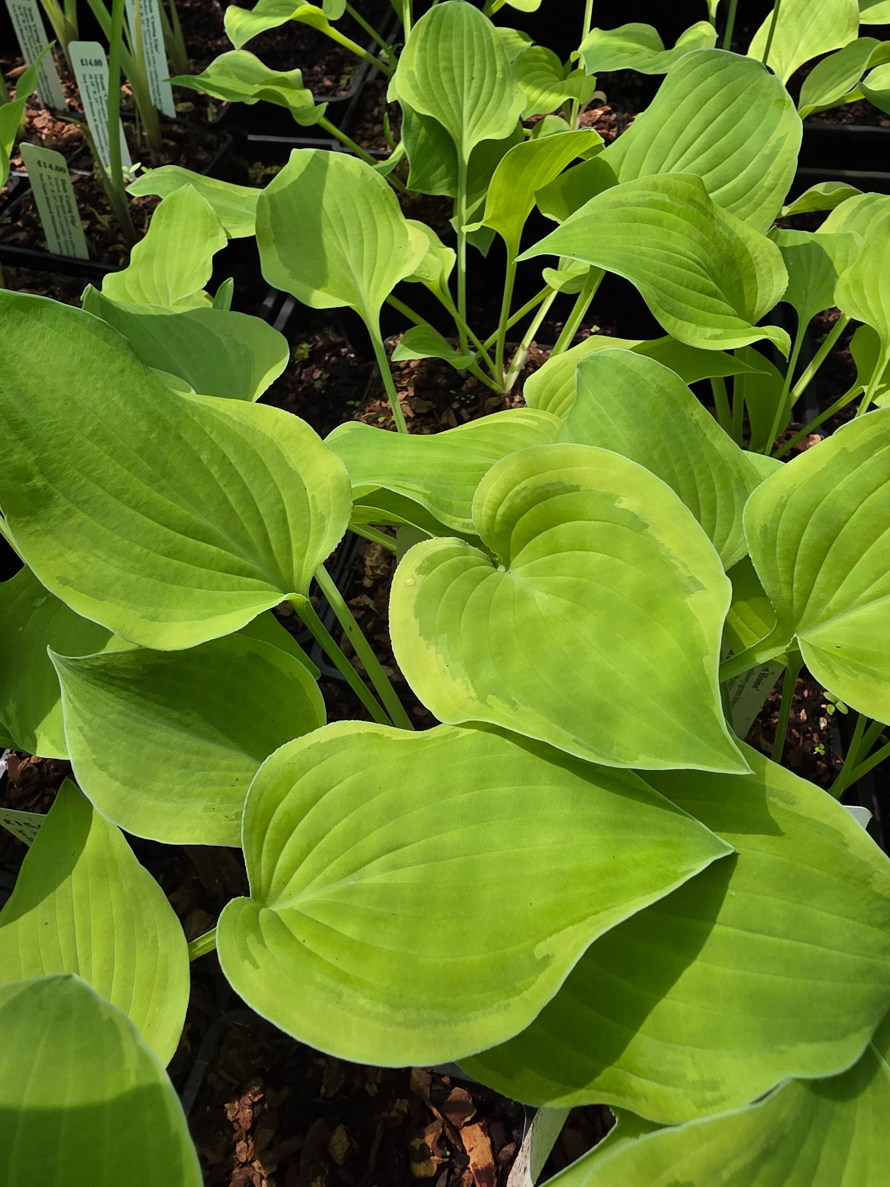 Hosta 'Home Sweet Home' - Bare Root