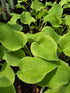 Hosta 'Home Sweet Home' - Bare Root