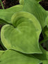 Hosta 'Home Sweet Home' - Bare Root